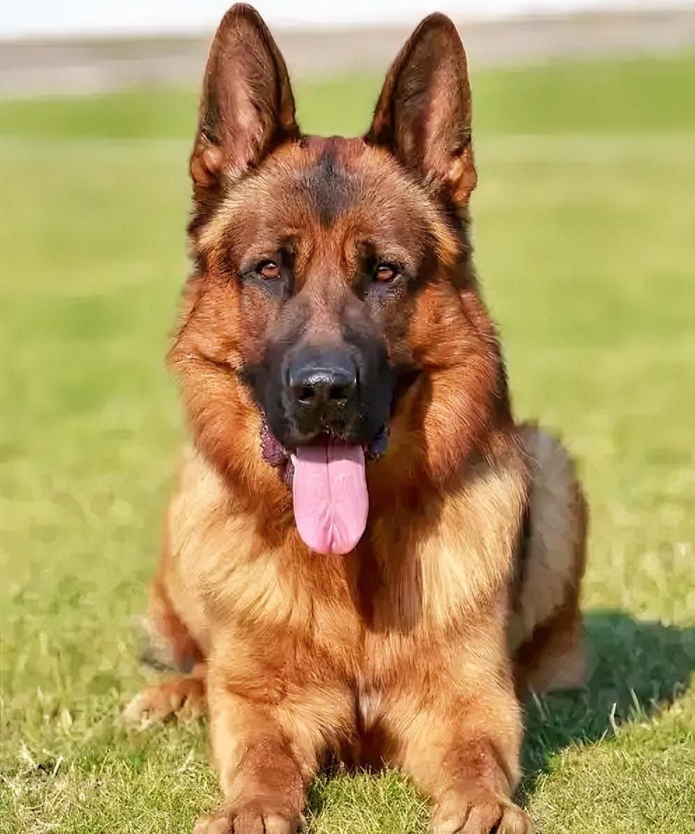 完全禁养是不现实的，可文明养犬却难以落实。对于所有制定“养犬管理规定”的人而言，