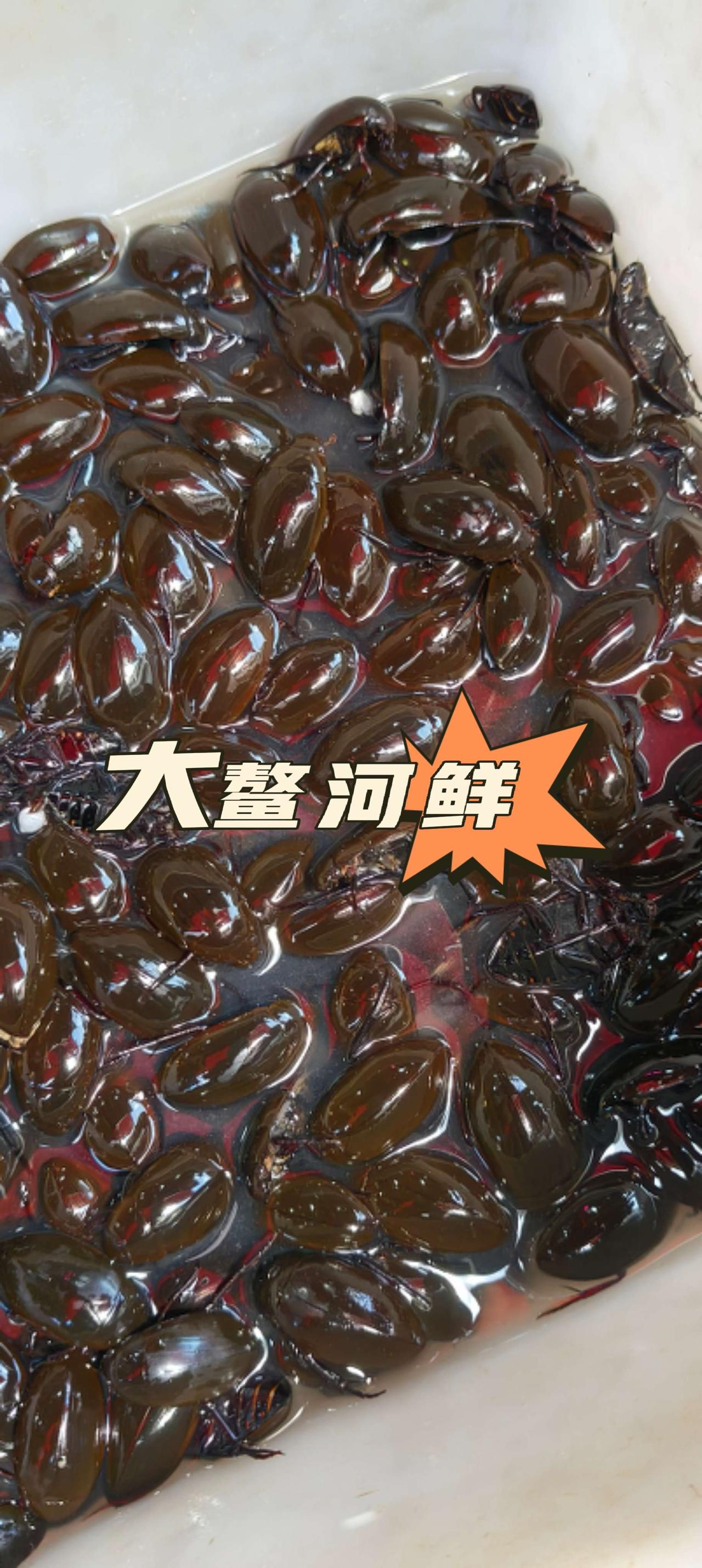 、毛蚬，禾虫准备上市。海鲜、奇怪美食还得看大鳌，大鳌还有卖竹虫的舌尖上的美食 收