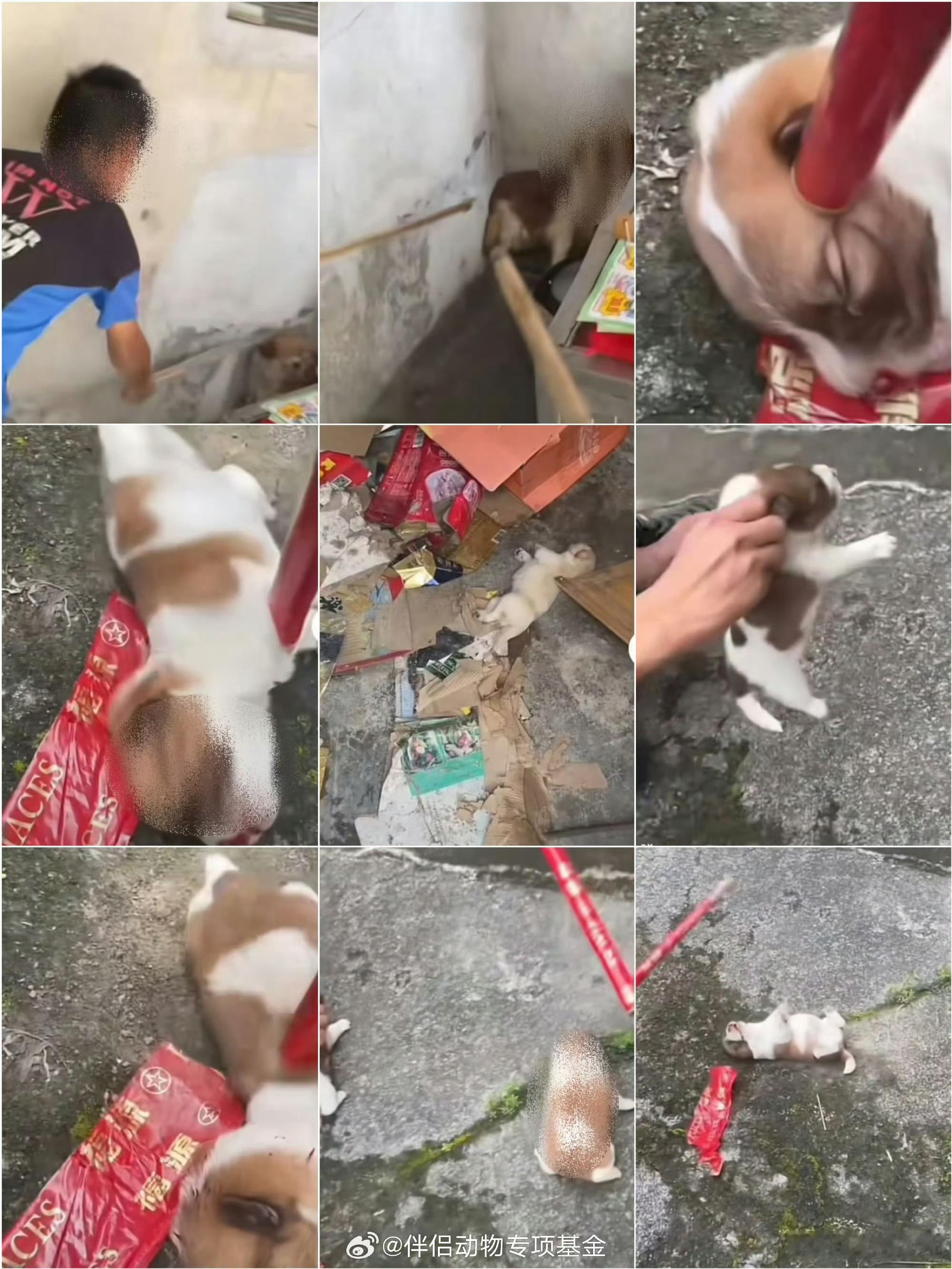揭阳未成年残忍虐杀狗妈妈一家它们做的事，我都不能用文字描述，真的太残忍了！狗妈妈