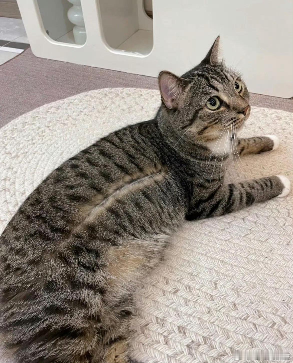 小猫开线了怎么办养了五年的猫突然开线了，怎么办？去楼下裁缝店整个拉链拉上，应该还