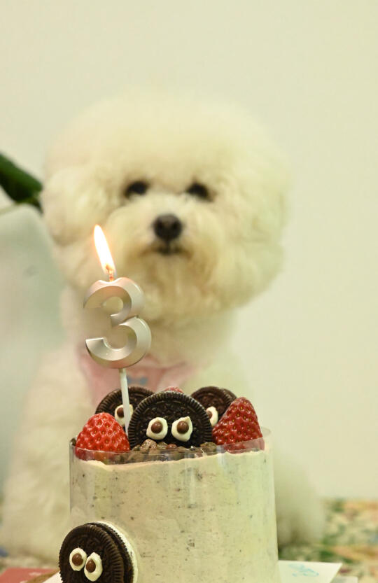 祝我波妞姐生日快乐🎂