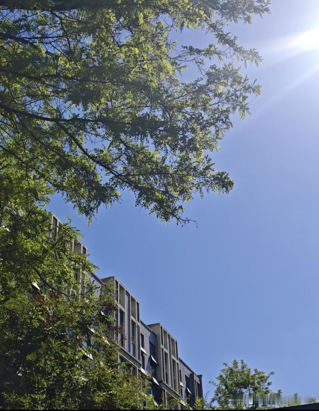 今天银川的天空，蓝得纯粹又透亮，像一块澄澈的蓝宝石，干净得没有一丝杂质 。大朵大