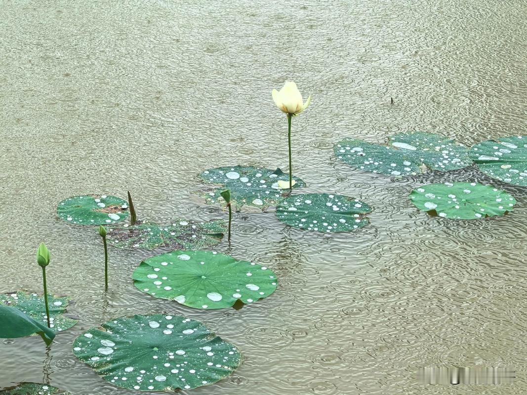 五律·夏日急雨
风急黑云聚，雨声来势湍。
滂滂砸地汇，颗颗落畴繁。
滴滴荡荷陂，