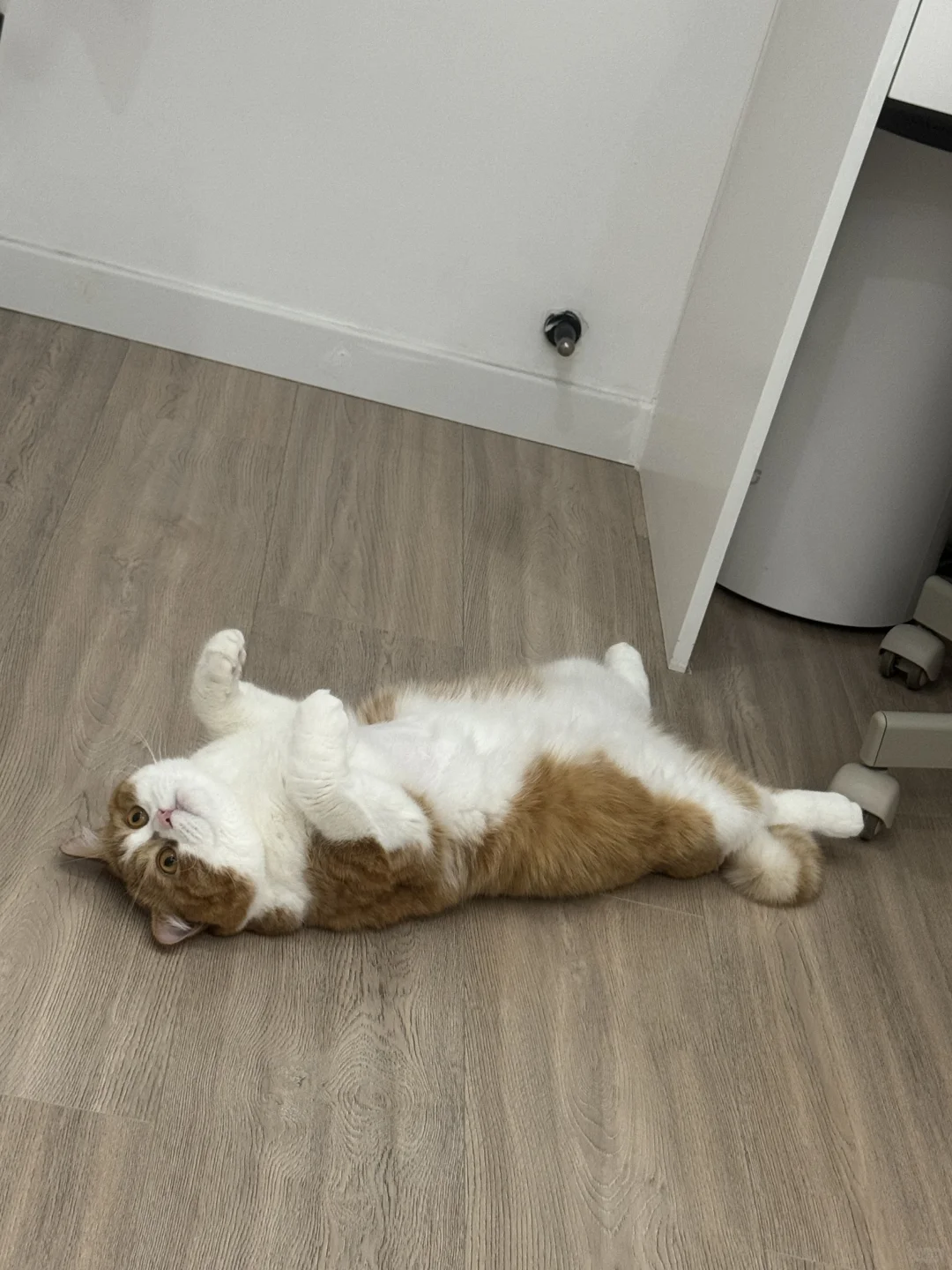 好好的猫突然就躺下了