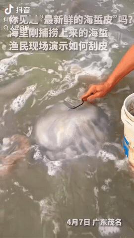 原来新鲜海蜇皮是现刮的呀！
人民日报的这段视频，让我见识到了啥叫真正的新鲜。
只