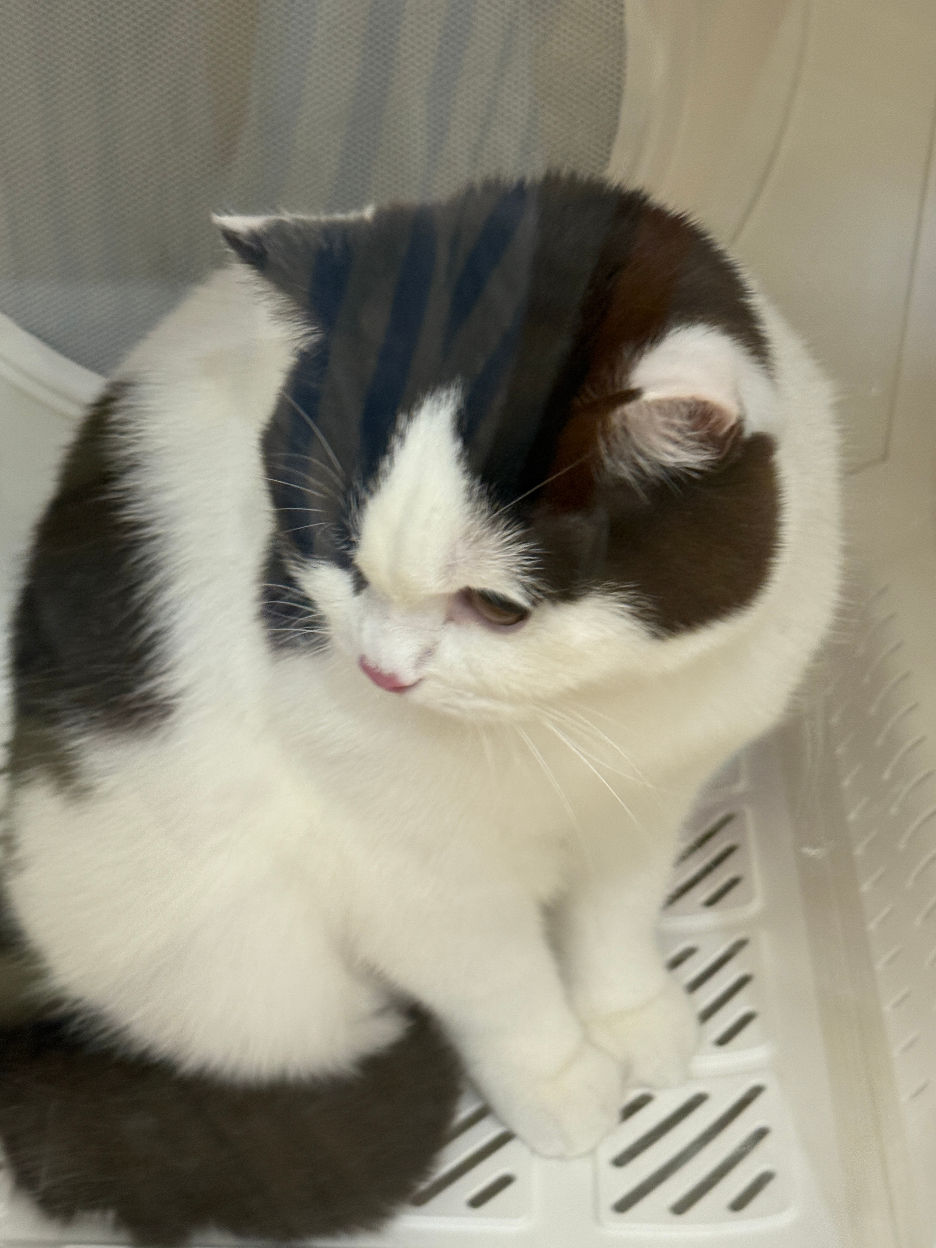 原本想录一个给栗子洗澡视频🛁但是他实在有点怕 最后只能是趴在我身上 给他洗澡所