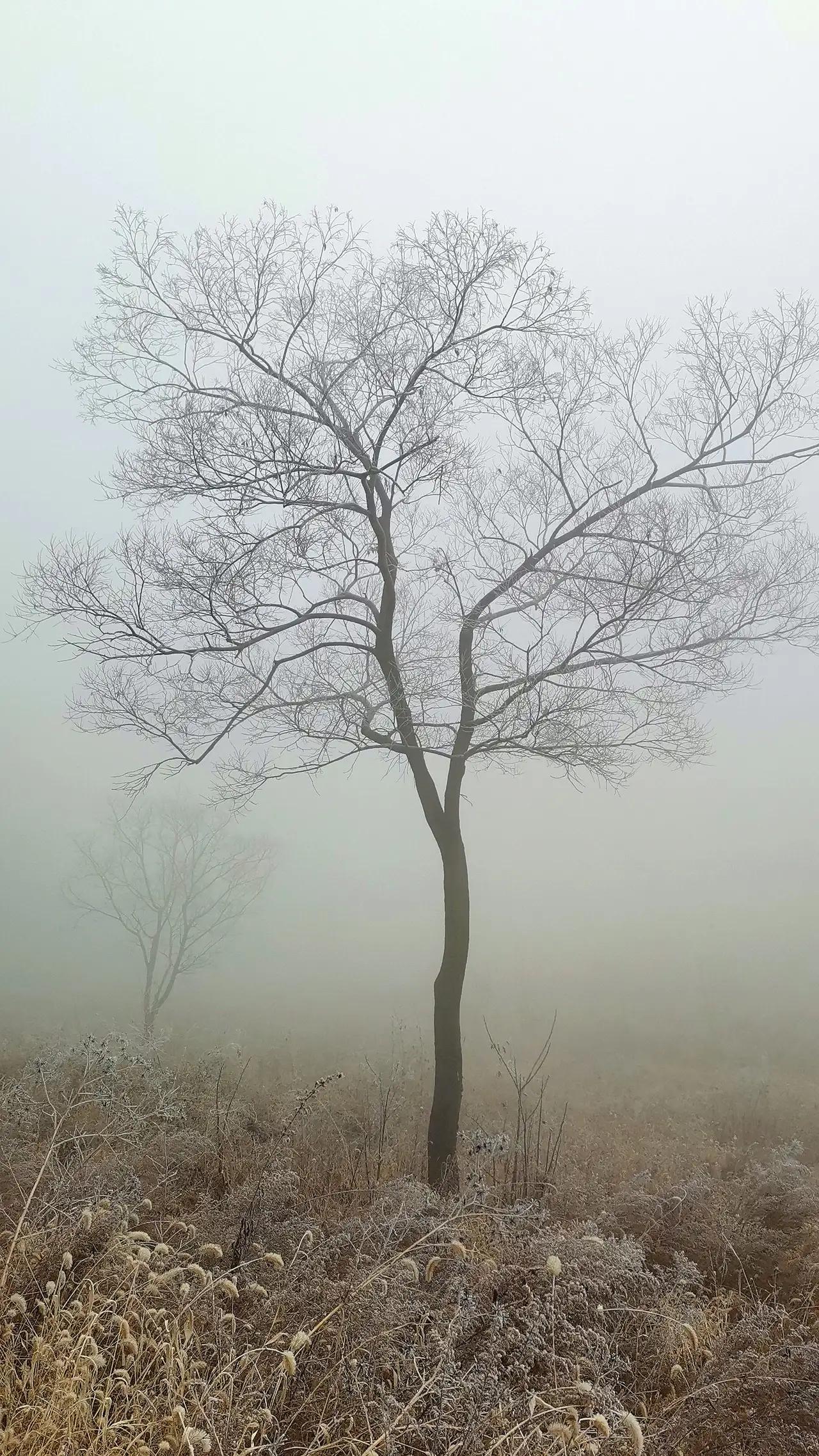 冬树之景
婷婷美人树，根深不惧风。
年年冬雪日，抚树思远卿。