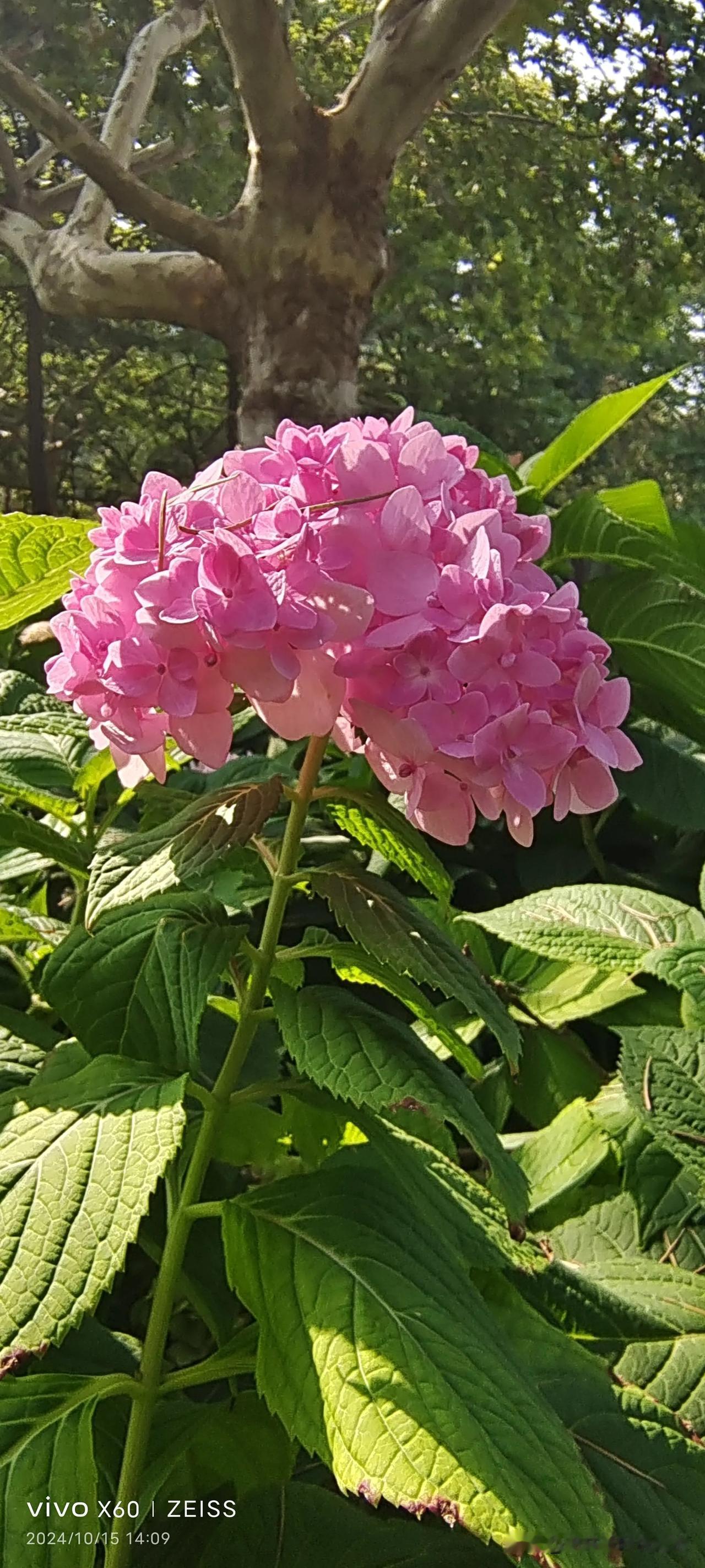 肉价涨，柜台没人围观选购；菜价涨，大都找便宜的菜买，洋葱、土豆相较便宜，满是挑选