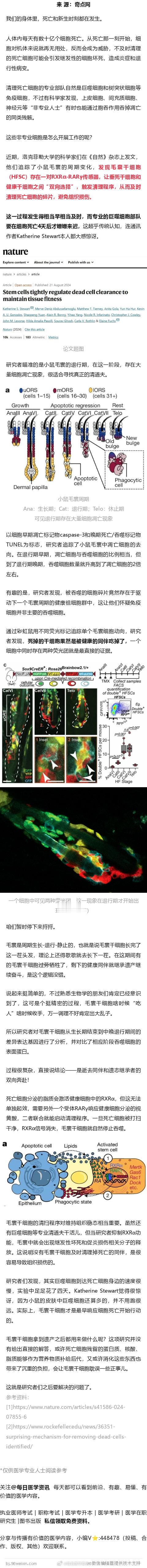 《自然》：同类相食，全为大局！洛克菲勒大学科学家发现，毛囊干细胞竟会吞吃垂死邻居