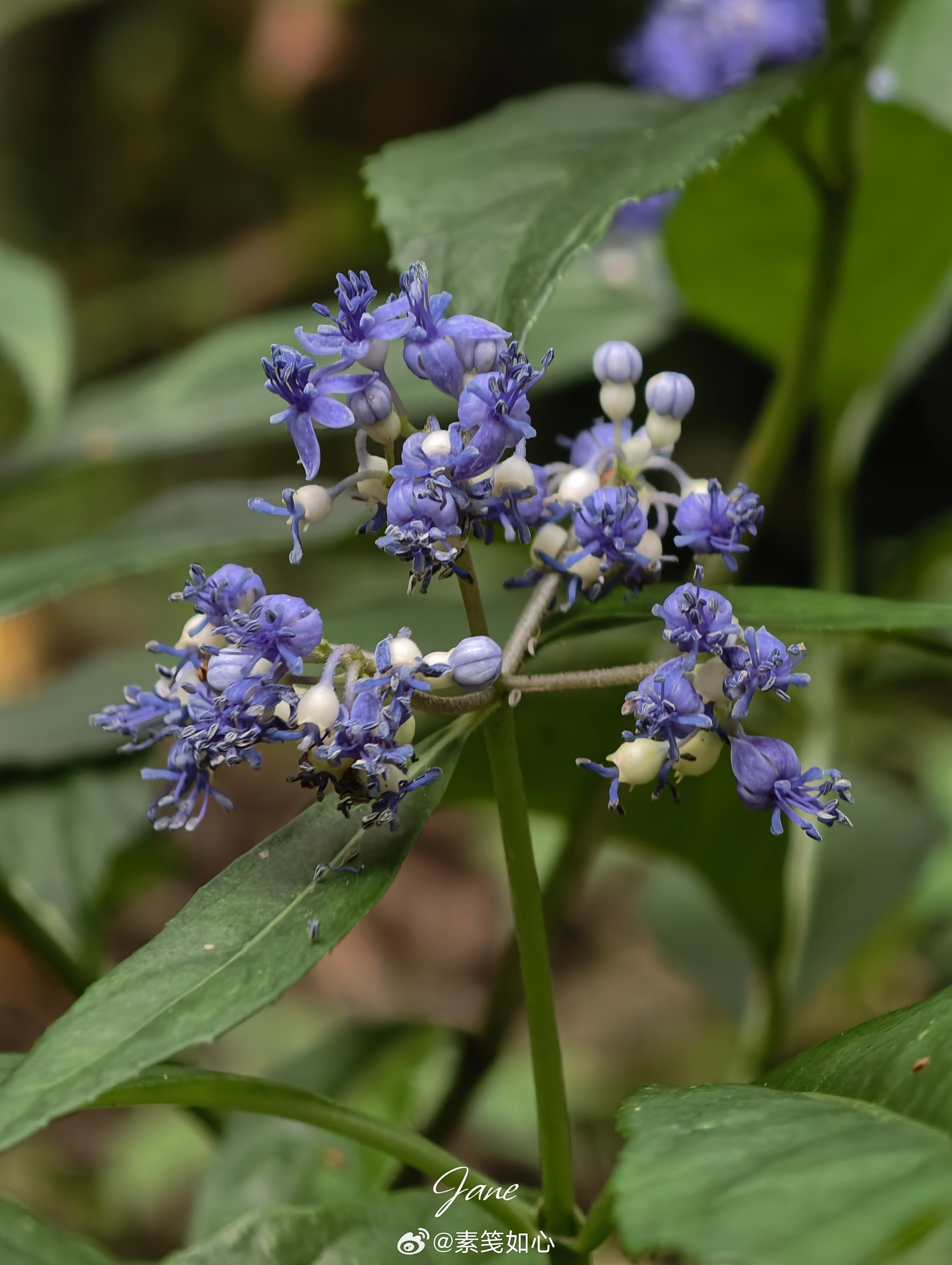 常山。中国本土植物 什邡·天鹅林场