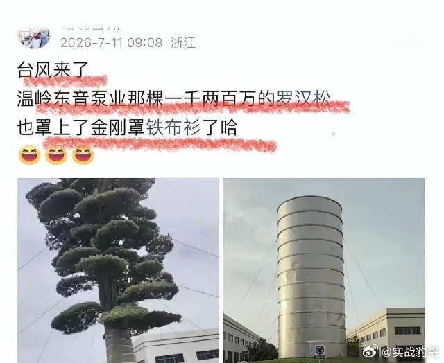罗汉松罩“金箍罩”？温岭一企业把价值千万的罗汉松上金箍罩冲上热搜。据说为了防止台