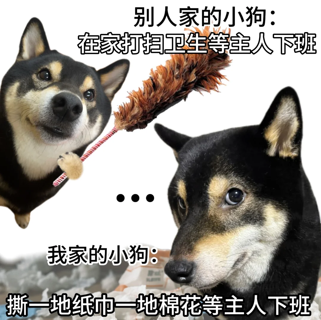 都是小狗怎么差别这么大呢🥹