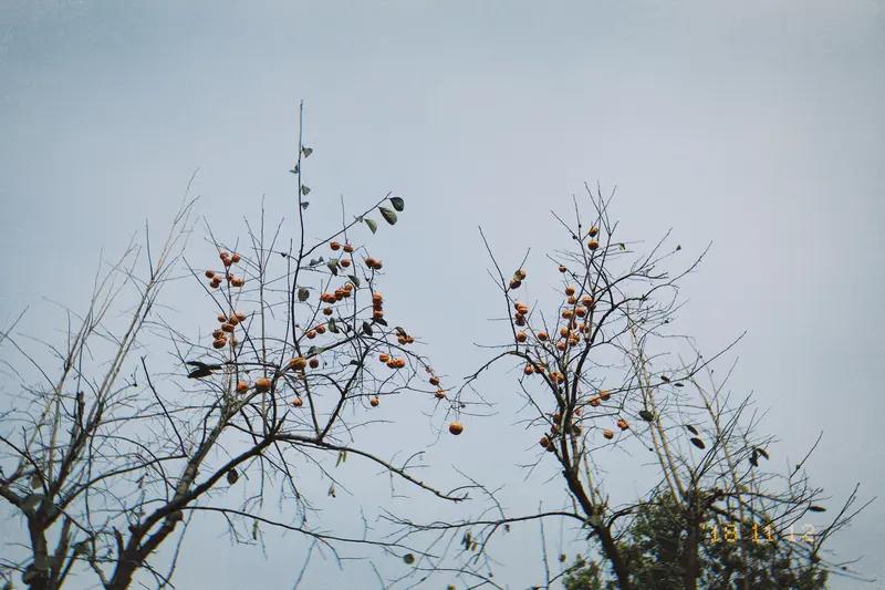 就是叫老家院里种上果子树，种上吃的瓜和菜！
（首发原创）