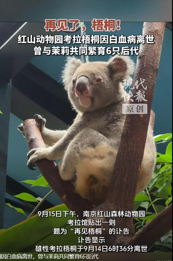 9 月 16 日，现代快报报道，南京红山森林动物园发布消息，园内考拉 “梧桐” 