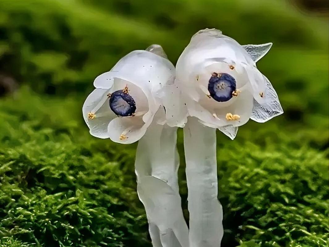 河南深山惊现300多株“冥界之花”水晶兰！通体雪白形如水晶，专家提醒千万别碰。