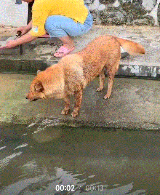 万万没有想到。湖南，一女子用盆装着一条鱼到门前河边准备宰杀，而在女子磨刀期间，家