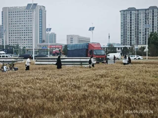 操作另类，引热议！
2026年5月25日，陕西媒体报道，郑州地铁出入口绿化带被种