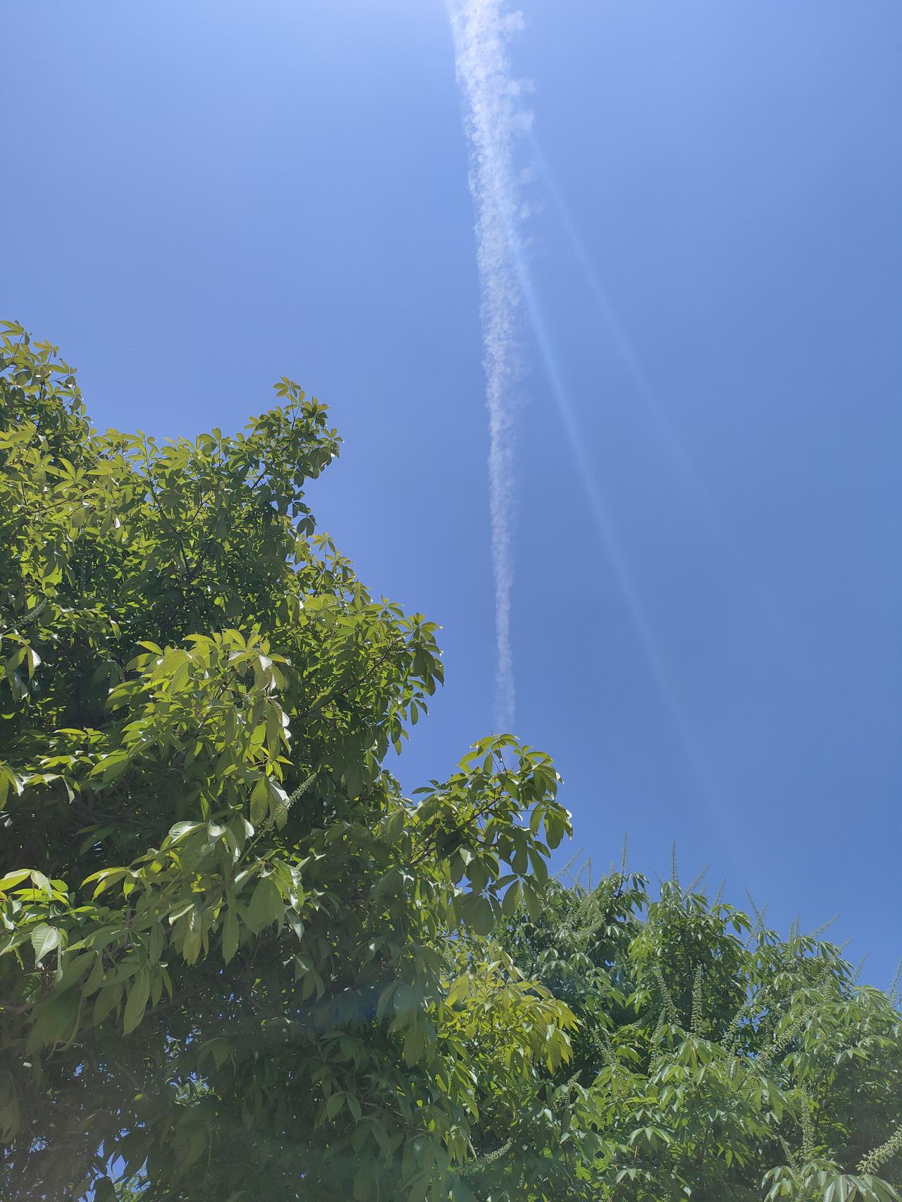 分享你的随手拍蓝天澄澈，枝叶温柔，流云划过天际，风也温柔，日子清欢，万事顺遂无忧