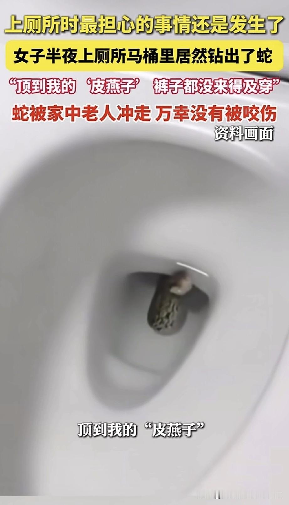 女子半夜起夜上厕所，感觉马桶里有东西钻了出来，定睛一看，竟是一条蛇从马桶里探出头