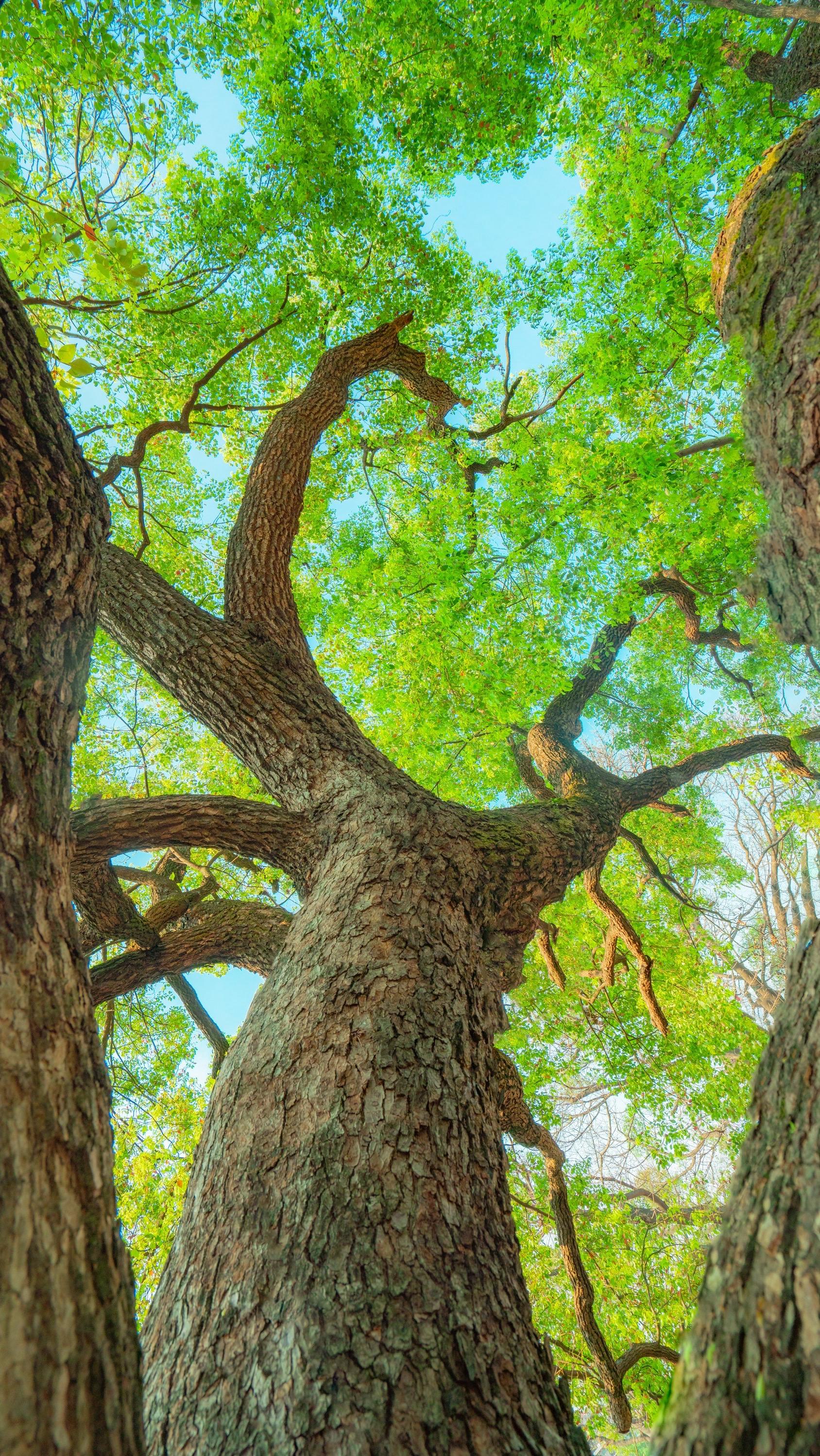 树是天空的脉络，我是光阴的过客。