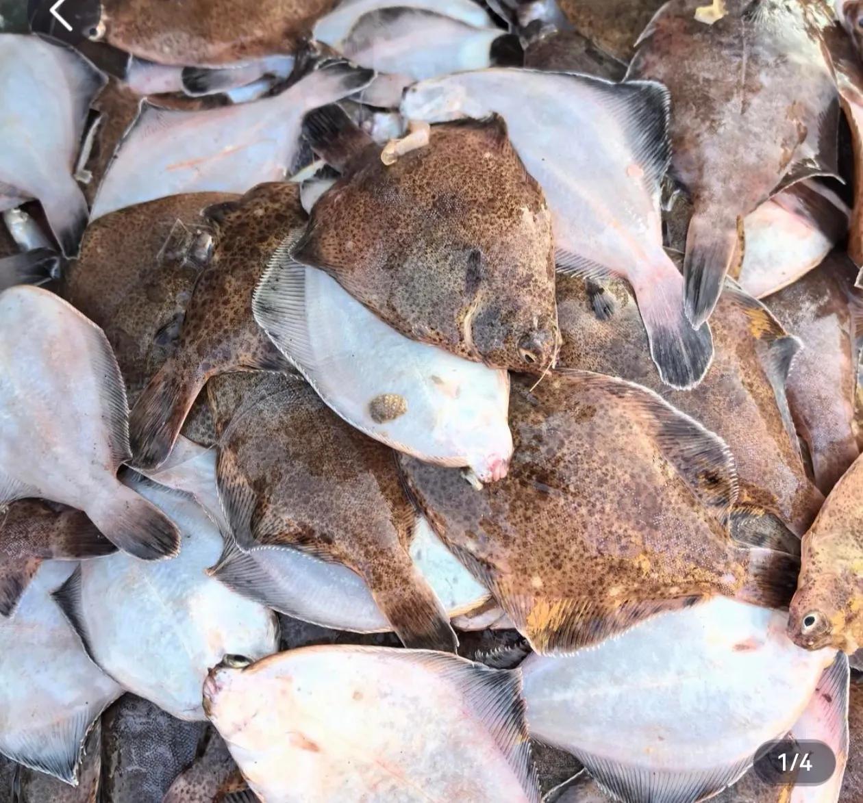 说起鼓眼鱼，恐怕只有烟台青岛一带的人认识，这种小鱼只有黄渤海有，而旦现在数量很少