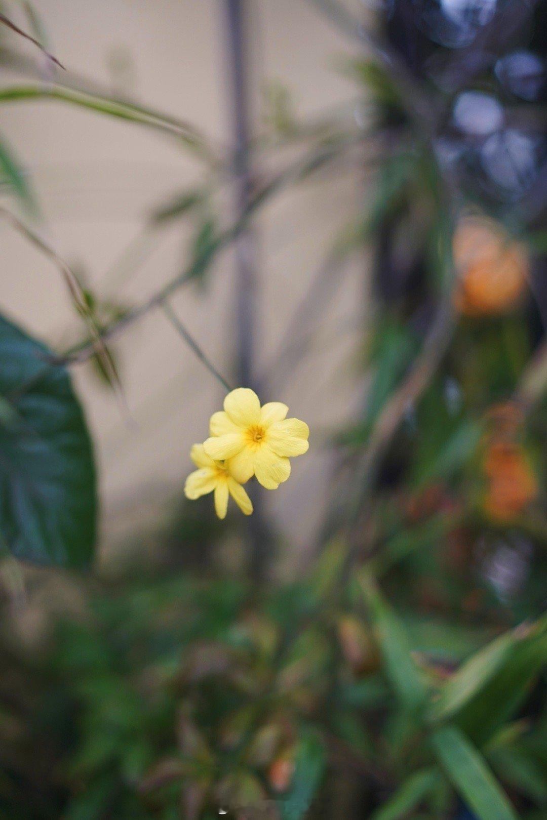 在墙角遇见两朵小小迎春花！#饮啡旅行,三餐四季# ​​​