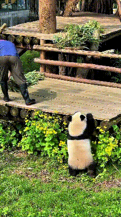 你瞅这熊猫宝宝，看见饲养员来了，“嗖”一下就从滑梯上滑下来，吭哧吭哧就往饲养员那