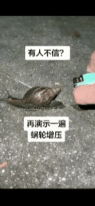 火烧屁股的危急关头，即使慢如蜗牛，也会爆发出意想不到的力量，迅速逃离。