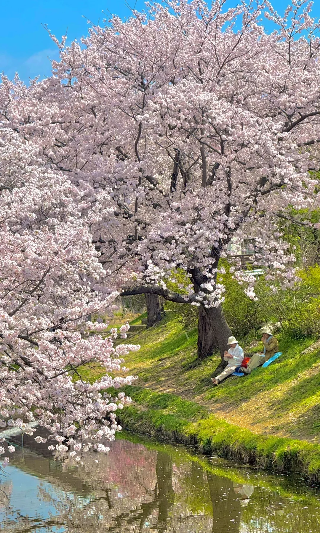 京都樱花季🌸最舍不得删掉的18张live～
