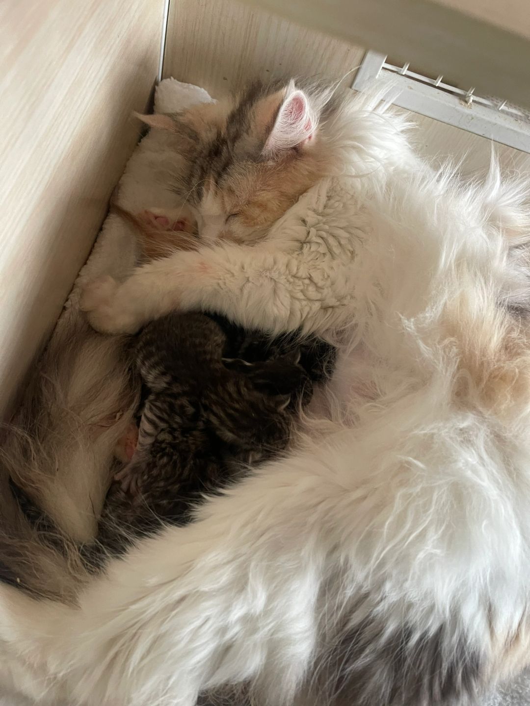 缅因｜恭喜我自己喜提小猫