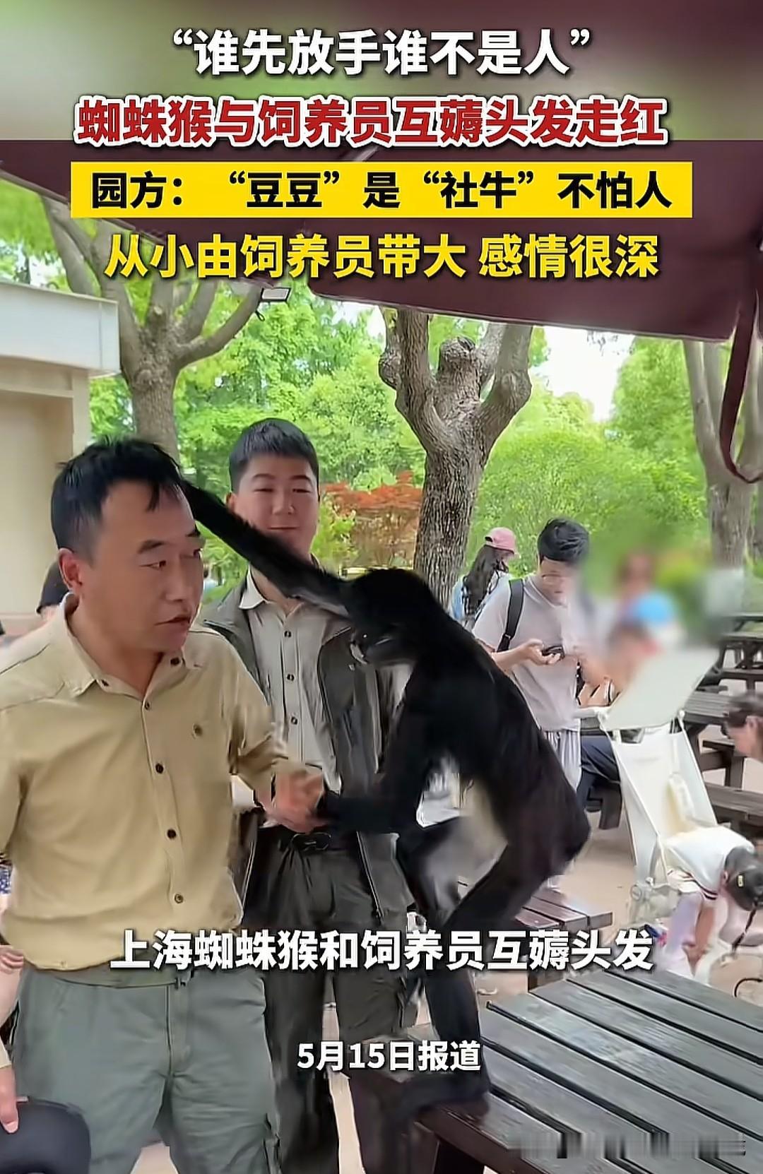 上海野生动物园的蜘蛛猴“豆豆”火了，这只被称为“社牛”的小家伙，正和饲养员上演着