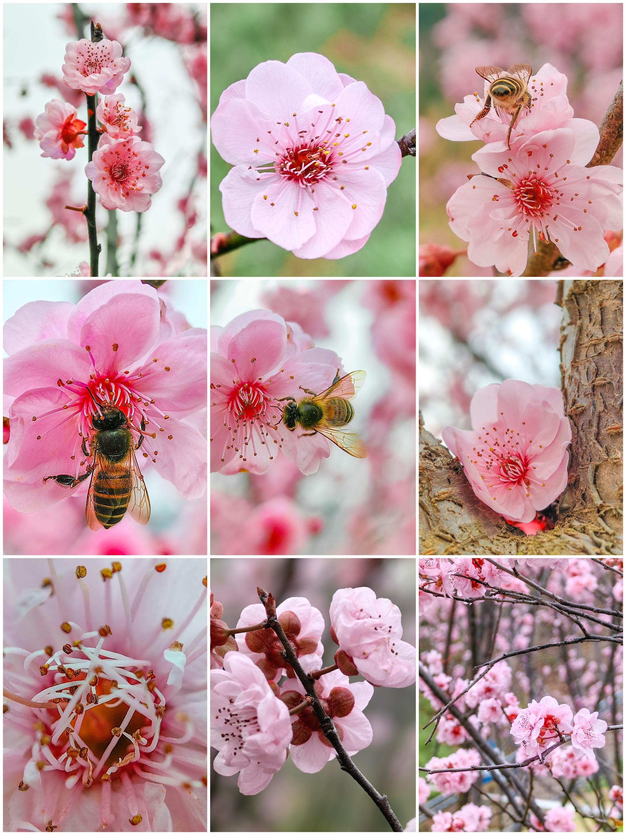 必寻春，春已撞满怀。看这满枝粉黛，听这蜂鸣细碎，人间三月，最是温柔