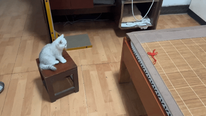 恁瞧这只银渐层小奶猫，蹲在小木凳上，两眼直勾勾盯着床上的红绳玩具，一心想着蹦过去