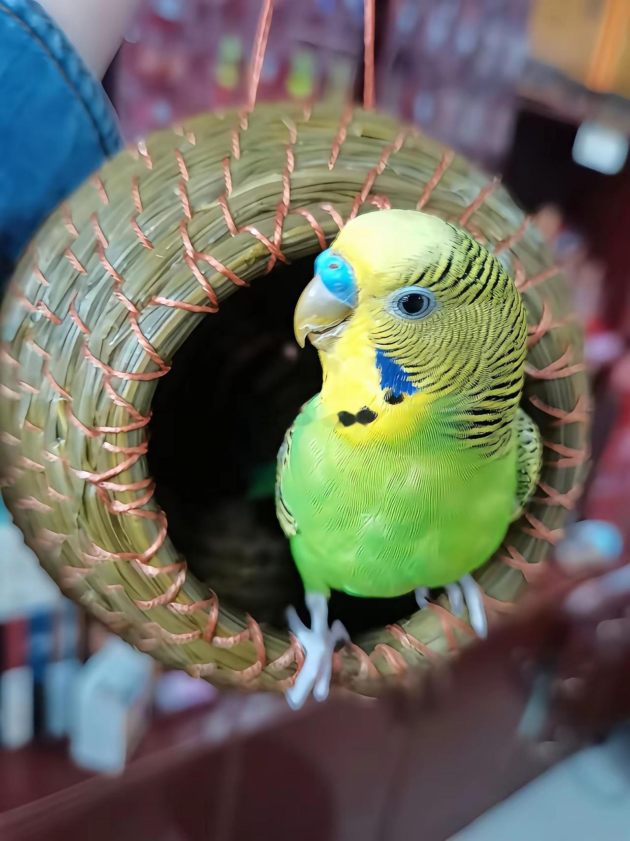 用松针给小鸟编了个窝，手工的快乐和它的喜欢，都藏在里面了。 