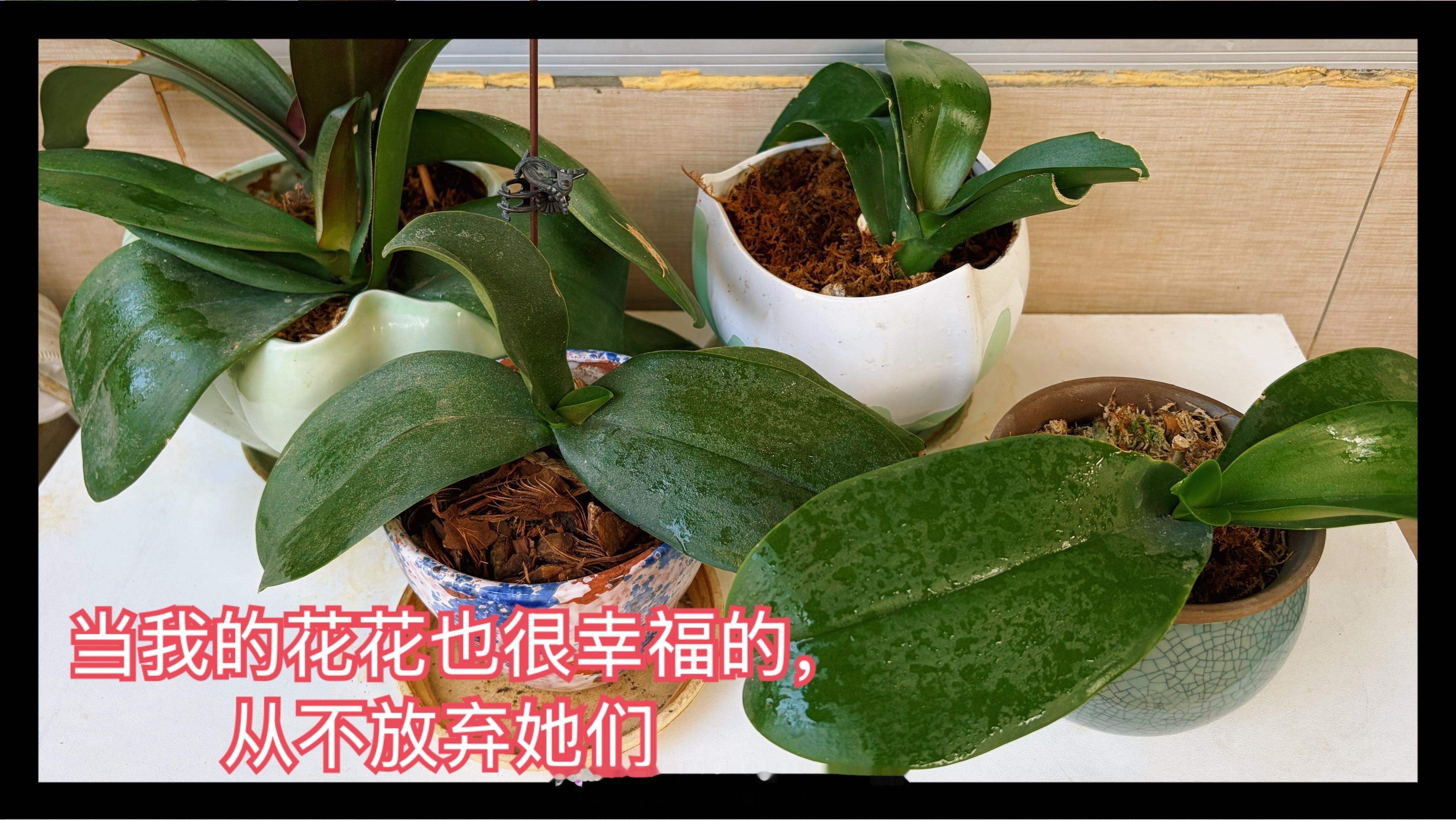 人生到了内求的阶段，每天都哄自己开心。看直播，买花草树，减脂运动（最近一周执行）