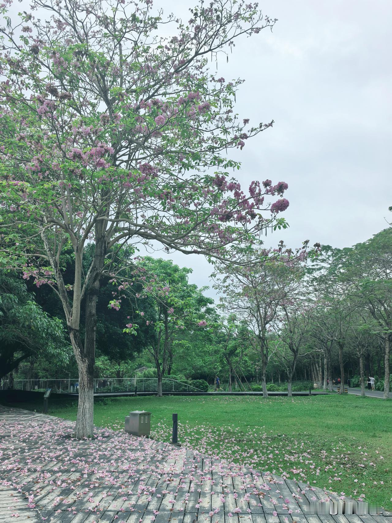 春天是赏花的季节，也是告别的季节。
今天又行走在海珠湖国家湿地公园，新种的波斯菊