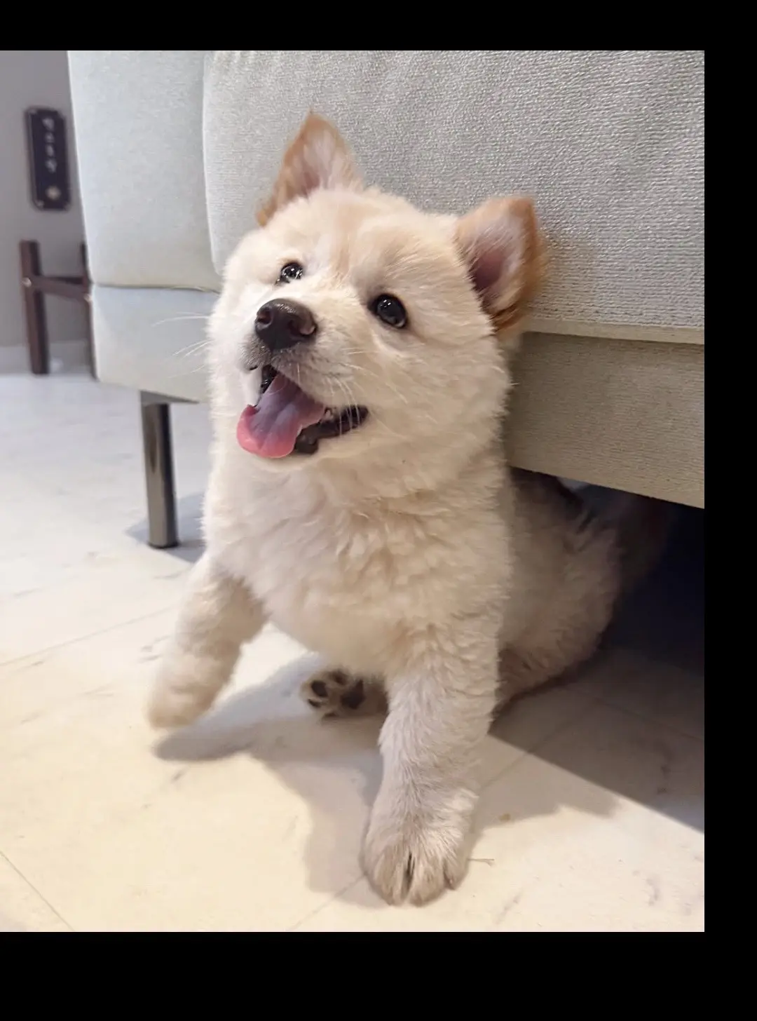 谁能拒绝会旺财的修狗 柴犬表情包 和柴犬沟通的正确方式 愿每个小狗都能...