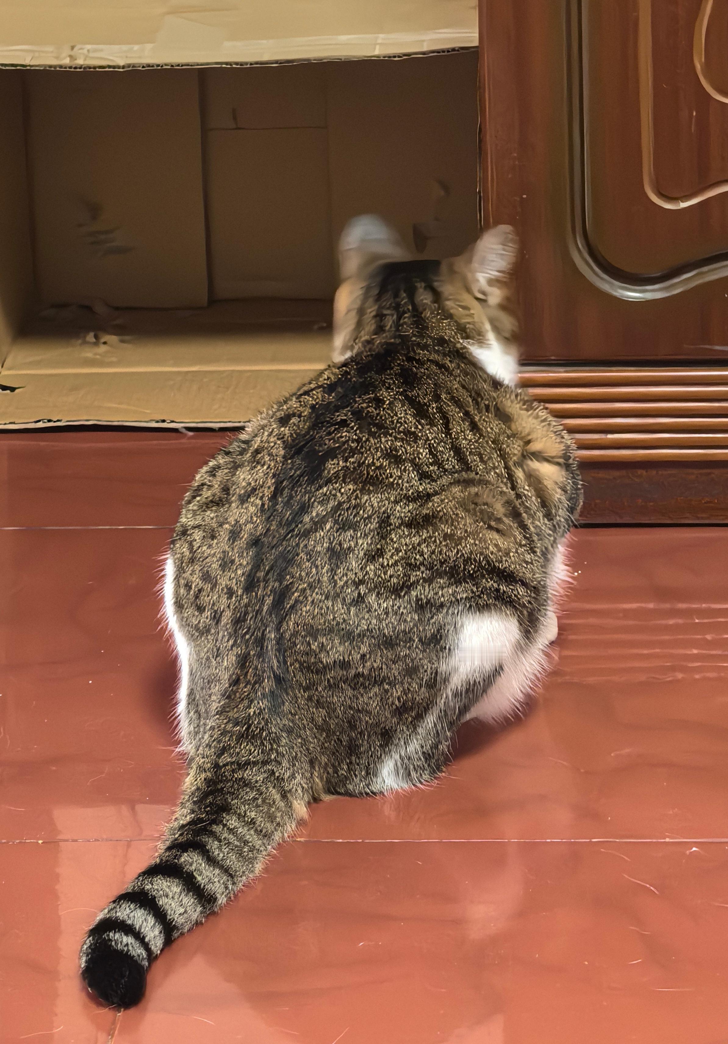 今日豚猫[怒] ​​​