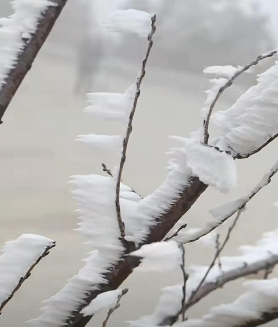 笑死！这是南方下雪后树上的雾凇，没看出精致感来，像拉毛了的霉菌！[我想静静]