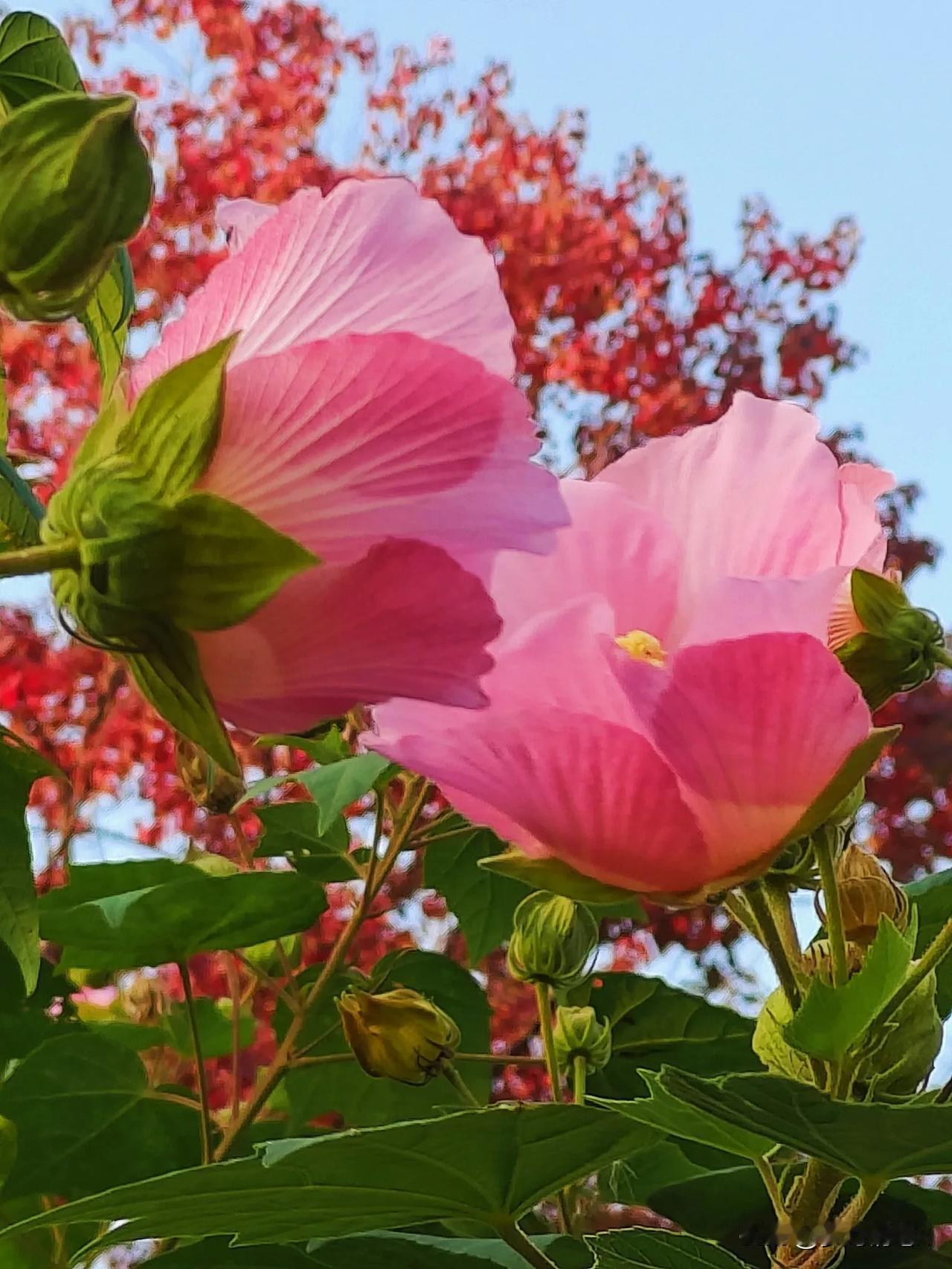 秋天还在绽放的木芙蓉，为这赏叶的秋天增添了另一种美丽。