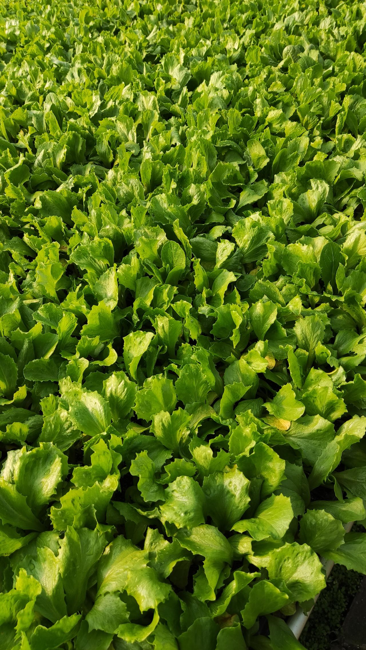 晒图笔记大赛绿油油一大片