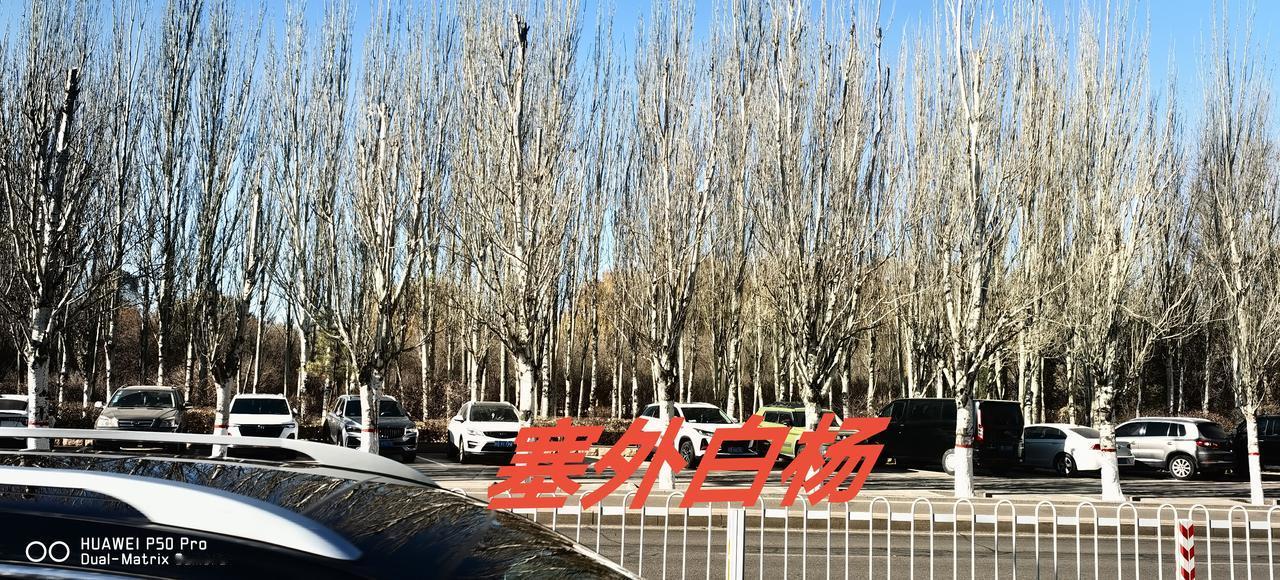 塞外白杨，寒风中挺拔，遮挡风沙，遮挡寒流，给人以安详！