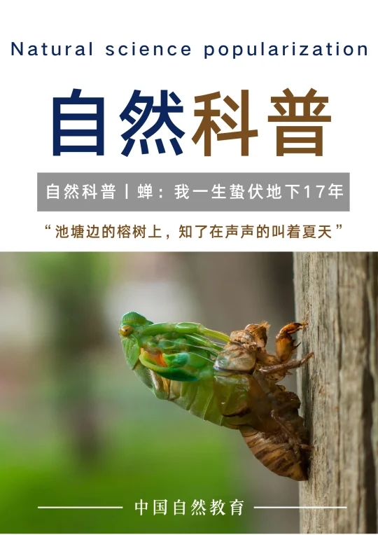 自然科普｜蝉：我一生蛰伏地下17年