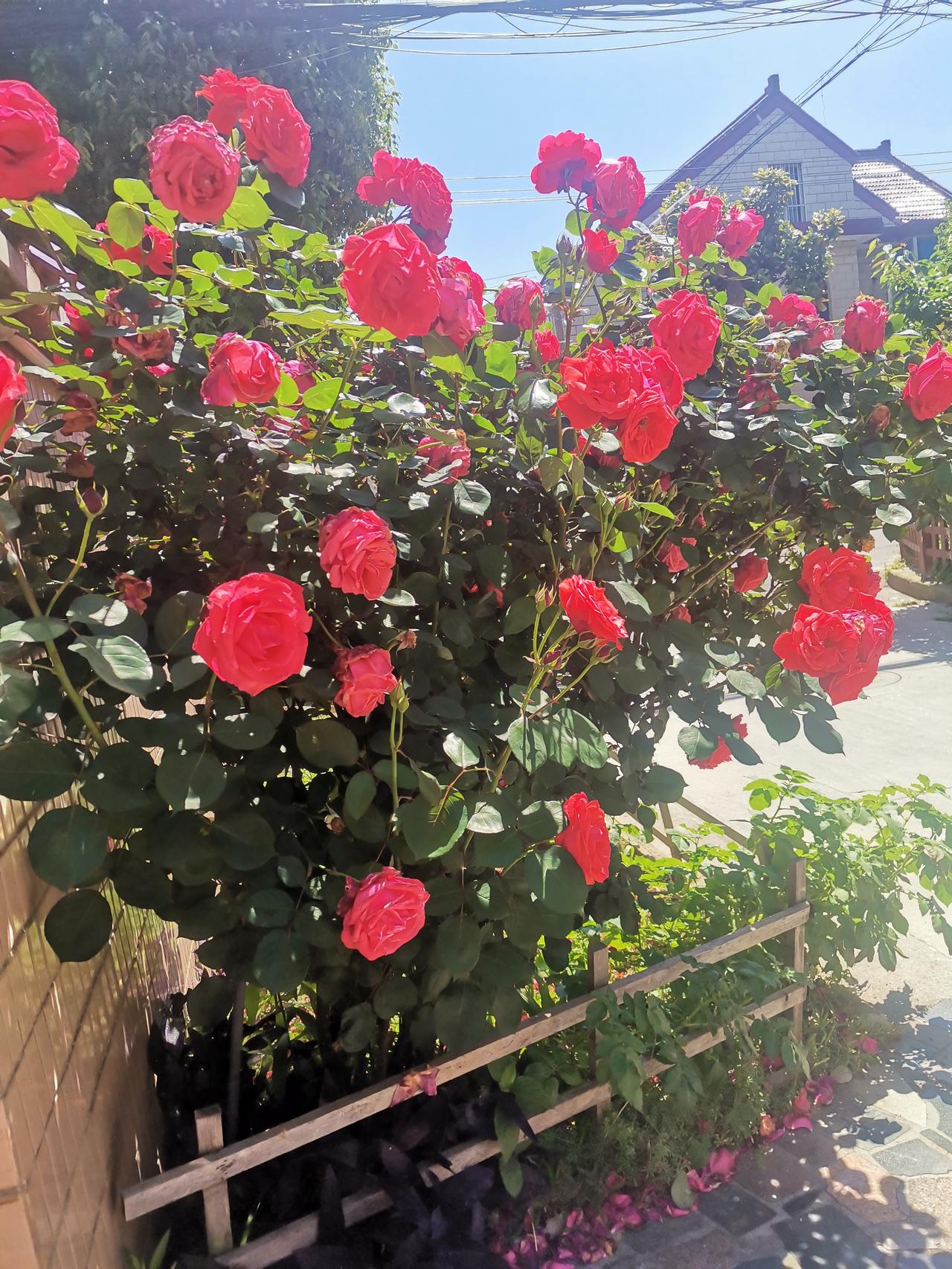 阳光下的红玫瑰，绽放出浪漫的气息。🌹🌞