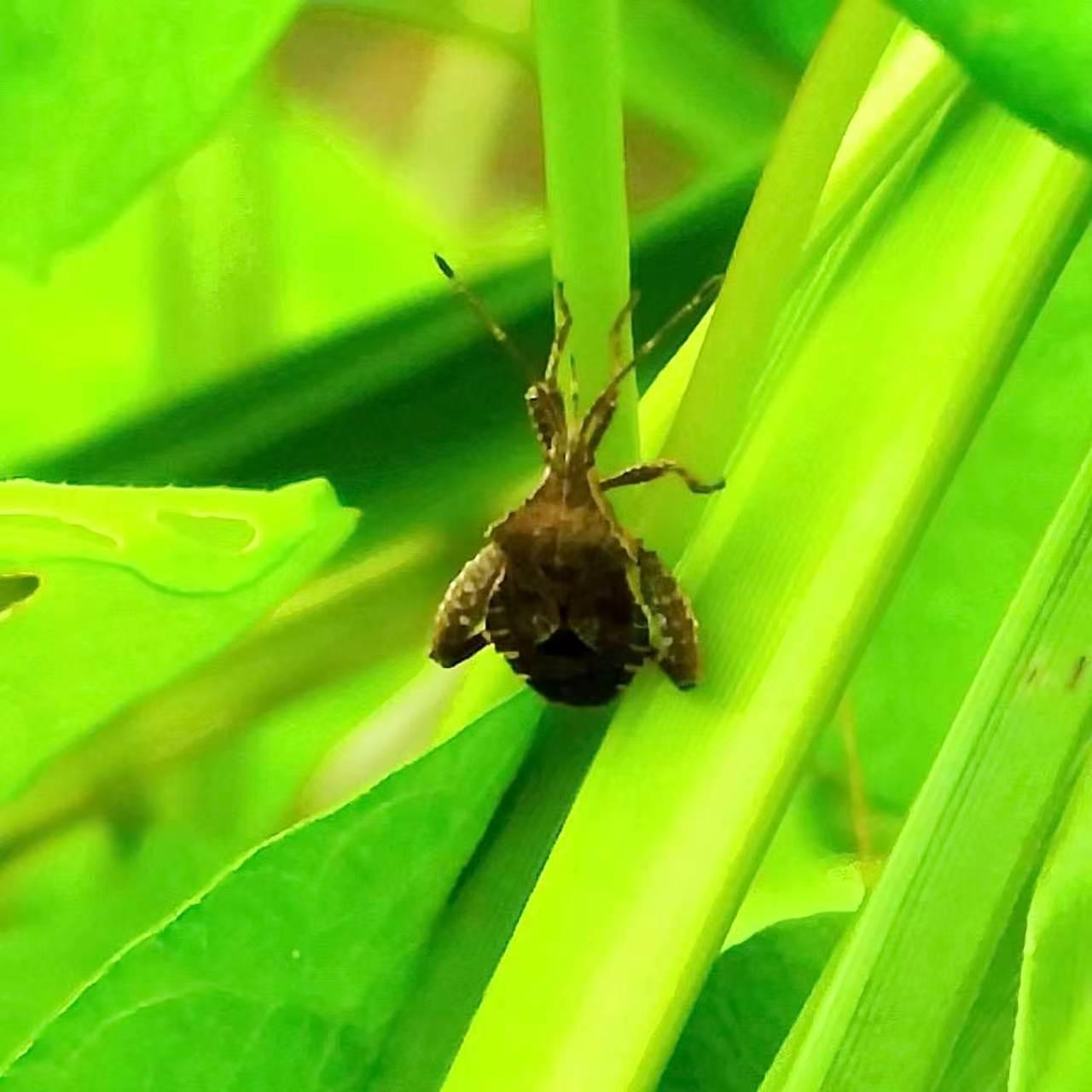 【昆虫观赏•一图一虫】瘤缘蝽，半翅目缘蝽科瘤缘蝽属昆虫，成虫体长10.5–13.