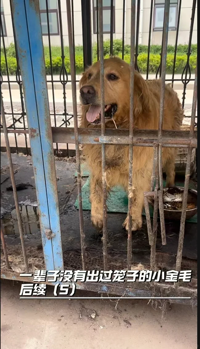 一辈子没出过笼子的小金毛左滑看我的新生活