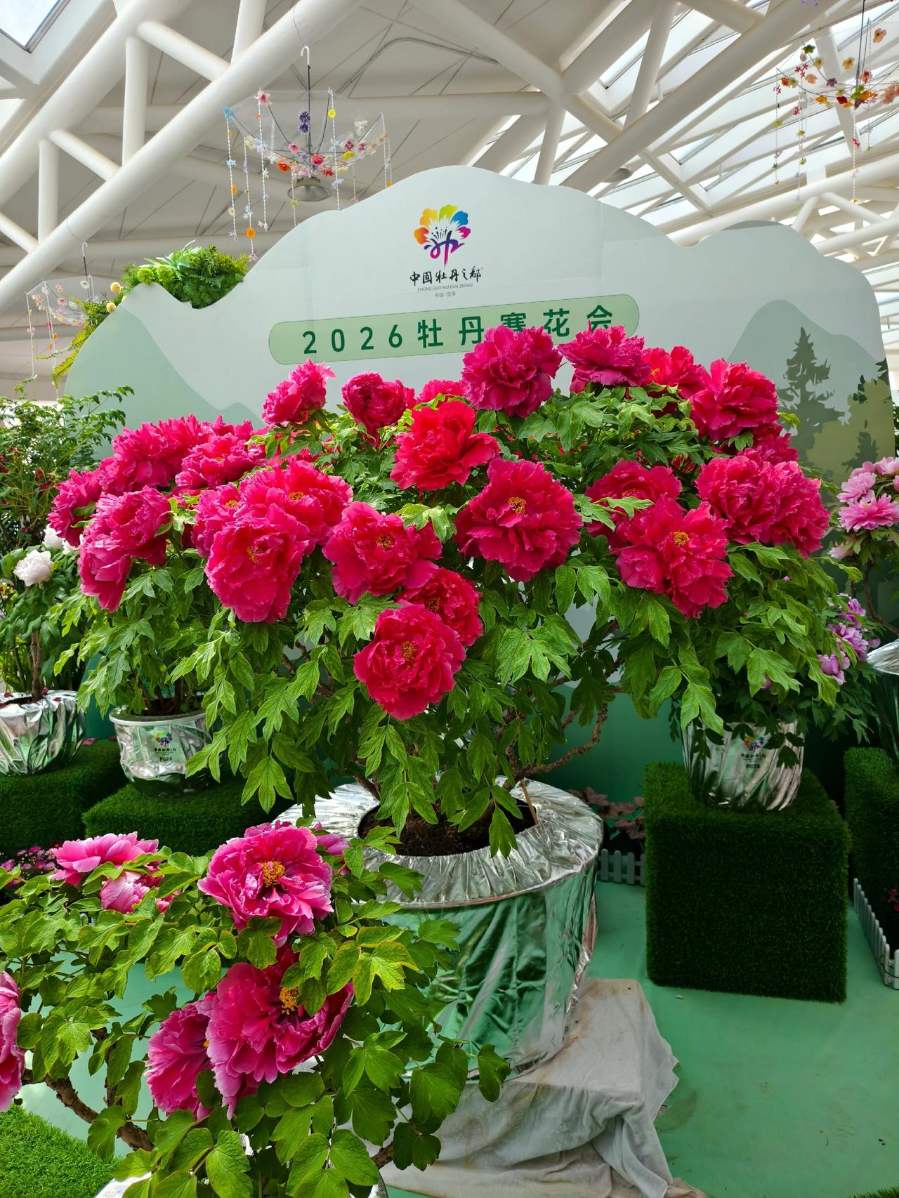 曹州牡丹园游赏