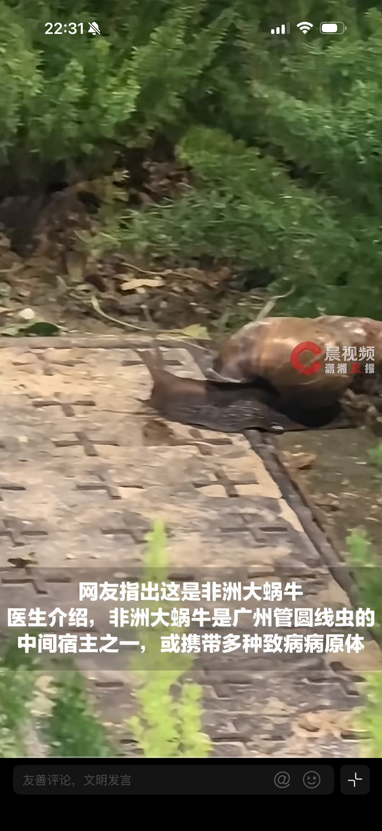 女子拍下骇人巨型蜗牛引热议省流版：有害，躲远点，举报。这不是普通蜗牛，是全球百大