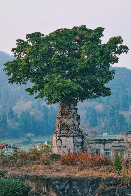 简阳安佛塔，“树抱塔”奇观