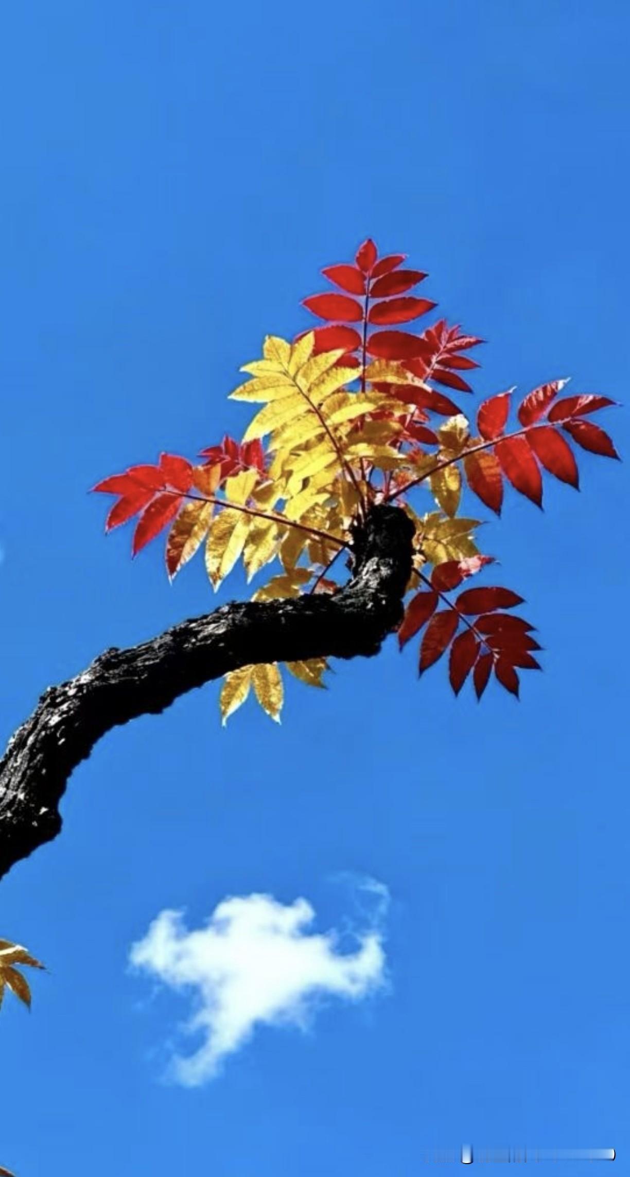 生活宛如一场满是惊喜的冒险，那些不经意邂逅并定格的瞬间，恰似散落的珍珠，串起了岁